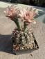 Preview: Gymnocalycium poeschlii